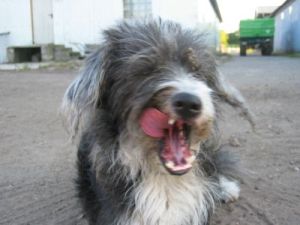 Pipo_12-06-0106-HE05