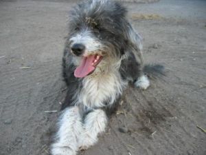 Pipo_12-06-0108-HE05